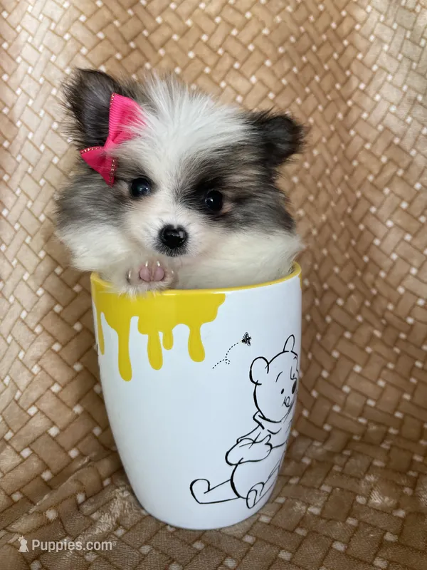 Tiny Pumpkin  – Pomeranian puppy for sale in Fort Myers, FL