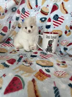 Sugar, a female Pomeranian for sale in Fort Myers, FL – 6 of 6
