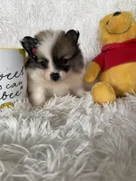 Bellini, a female Pomeranian for sale in Fort Myers, FL – 5 of 7