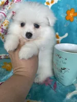 Truly, a female Pomeranian for sale in Fort Myers, FL – 2 of 6