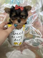 Tcup poppy, a female Yorkshire Terrier for sale in Fort Myers, FL – 2 of 7