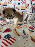 Muffin, a male Pomeranian for sale in Fort Myers, FL – 2 of 7
