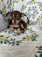 Riley, a female Chihuahua for sale in Fort Myers, FL – 2 of 5