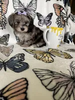 Summer, a female Maltipoo for sale in Fort Myers, FL – 7 of 8