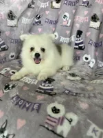 Truly, a female Pomeranian for sale in Fort Myers, FL – 4 of 5