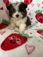 Tuscon, a male Pomapoo for sale in Fort Myers, FL – Photo 3 of 8