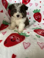 Tuscon, a male Pomapoo for sale in Fort Myers, FL – Photo 6 of 8