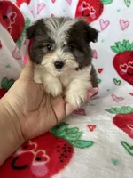 Tuscon, a male Pomapoo for sale in Fort Myers, FL – Photo 5 of 8