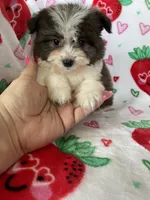 Tuscon, a male Pomapoo for sale in Fort Myers, FL – Photo 4 of 8