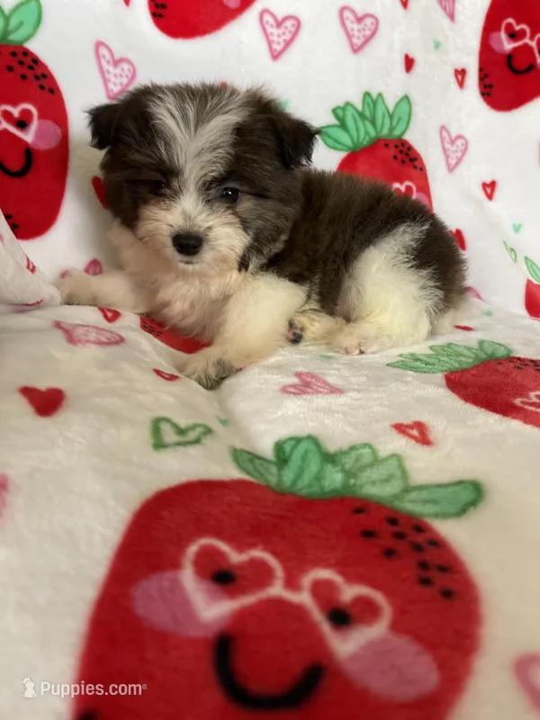 Tuscon – Pomapoo puppy for sale in Fort Myers, FL