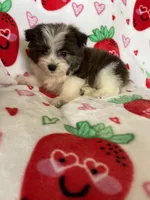 Tuscon, a male Pomapoo for sale in Fort Myers, FL – Photo 1 of 8