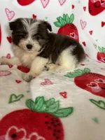 Tuscon, a male Pomapoo for sale in Fort Myers, FL – Photo 2 of 8