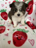 Tuscon, a male Pomapoo for sale in Fort Myers, FL – Photo 8 of 8