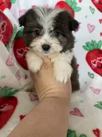 Tuscon, a male Pomapoo for sale in Fort Myers, FL – Photo 7 of 8