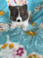 Noah, a male Pomeranian for sale in Fort Myers, FL – 9 of 9
