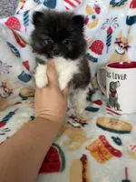 Tcup Milo, a male Pomeranian for sale in Fort Myers, FL – 8 of 9