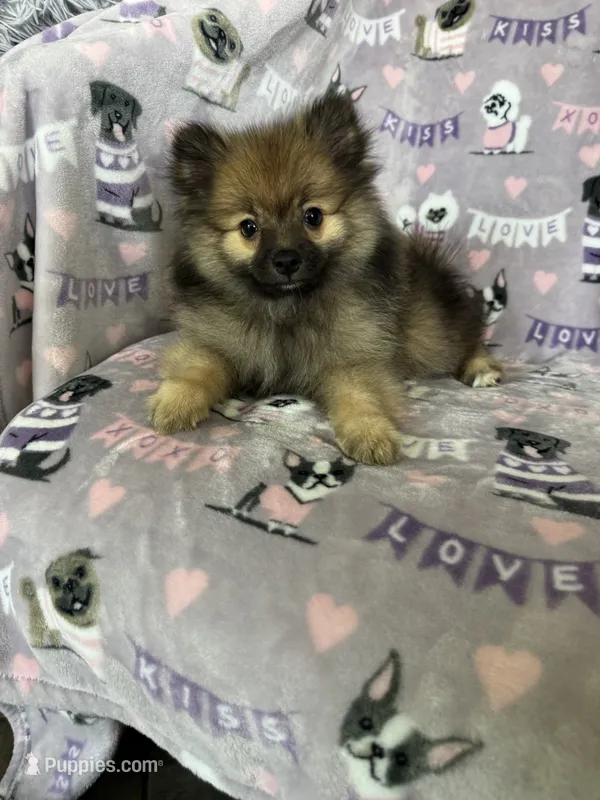 Benny – Pomeranian puppy for sale in Fort Myers, FL