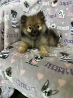 Benny, a male Pomeranian for sale in Fort Myers, FL – 1 of 8