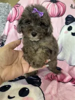 Scarlett , a female Poodle - Miniature  for sale in Fort Myers, FL – 5 of 7