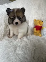 Midori Sour, a female Pomeranian for sale in Fort Myers, FL – 6 of 7