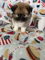 Rocco, a male Pomeranian for sale in Fort Myers, FL – 5 of 7