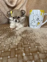 Papaya, a female Pomeranian for sale in Fort Myers, FL – 3 of 7