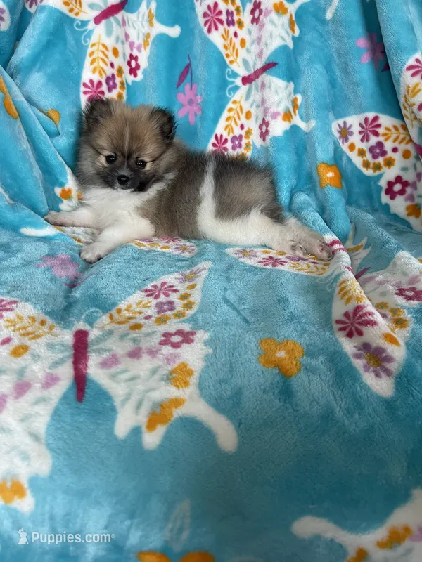 Otto – Pomeranian puppy for sale in Fort Myers, FL