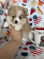 Juno, a male Pomeranian for sale in Fort Myers, FL – 4 of 8