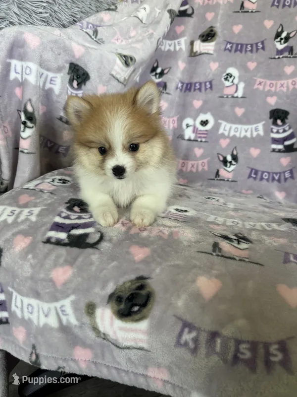 Nico – Pomeranian puppy for sale in Fort Myers, FL