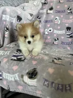 Nico, a male Pomeranian for sale in Fort Myers, FL – 1 of 6