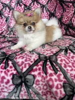 Chai, a female Pomeranian for sale in Fort Myers, FL – 3 of 8