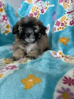 Teddy, a male Maltipoo for sale in Fort Myers, FL – 9 of 10