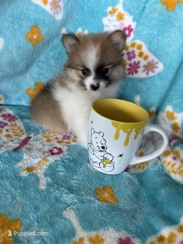 Yoshi – Pomeranian puppy for sale in Fort Myers, FL
