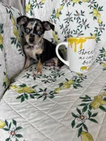 Rio, a male Chihuahua for sale in Fort Myers, FL – 4 of 6
