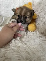 Manhattan , a female Pomeranian for sale in Fort Myers, FL – 4 of 8
