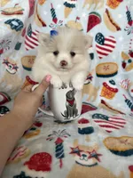 Sugar, a female Pomeranian for sale in Fort Myers, FL – 4 of 6