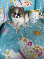 Yoshi, a male Pomeranian for sale in Fort Myers, FL – 3 of 8