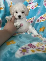 Arlo, a male Maltipoo for sale in Fort Myers, FL – 7 of 7