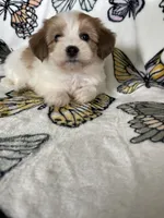 Stevie, a male Maltipoo for sale in Fort Myers, FL – 6 of 7