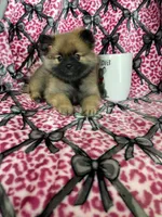Java, a female Pomeranian for sale in Fort Myers, FL – 4 of 6