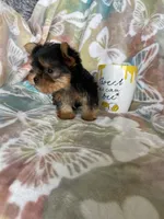 Tcup Ted, a male Yorkshire Terrier for sale in Fort Myers, FL – 7 of 9