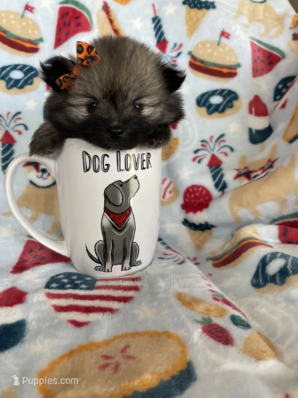 Tcup Lucy – Pomeranian puppy for sale in Fort Myers, FL