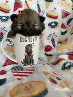 Tcup Lucy, a female Pomeranian for sale in Fort Myers, FL – 1 of 8