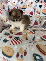 Muffin, a male Pomeranian for sale in Fort Myers, FL – 3 of 7