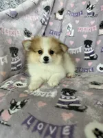 Ollie, a male Pomeranian for sale in Fort Myers, FL – 1 of 4