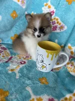 Yoshi, a male Pomeranian for sale in Fort Myers, FL – 1 of 7