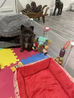 Lenny, a male Pomeranian for sale in Fort Myers, FL – 2 of 4