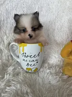 Martini, a male Pomeranian for sale in Fort Myers, FL – 7 of 7