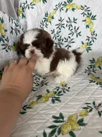 Osso, a male Shih Tzu for sale in Fort Myers, FL – 3 of 7