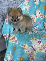 Frankie, a male Pomeranian for sale in Fort Myers, FL – 5 of 6